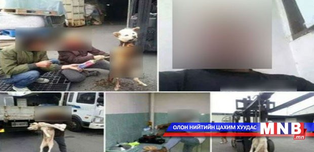 Амьтан зовоосон хүнийг нэг жил хорих ялаар шийтгэнэ