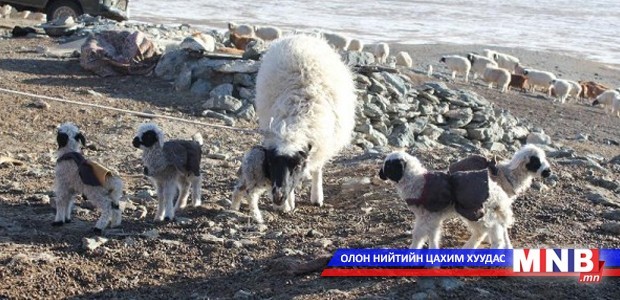 Өмнөговь аймгийн Номгон суманд 17 мянган толгой мал хаваржиж байна