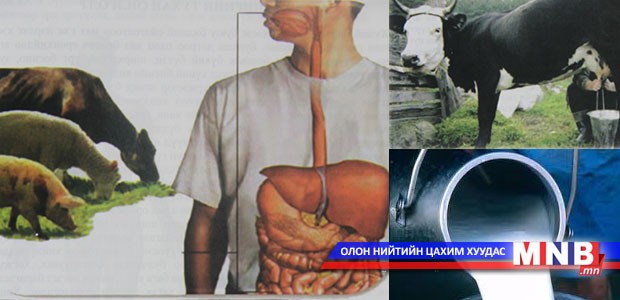 Бруцеллёз өвчний тухай