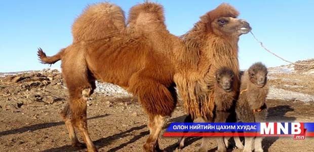 Баянхонгор аймагт ингэ ихэрлэжээ