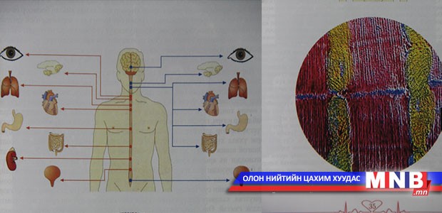 Бодисын солилцоо гэж юуг хэлдэг тухай