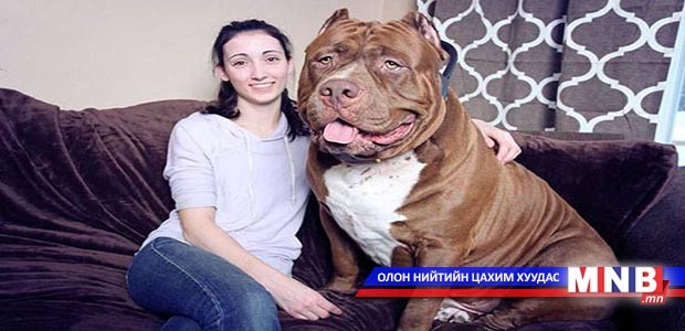 78 кг жинтэй дэлхийн хамгийн том нохой