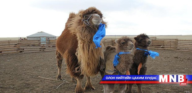 Хөвсгөл аймагт бод мал төллөж эхэлжээ