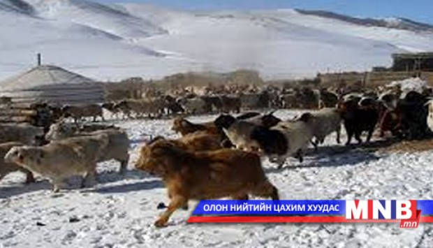 Архангай аймагт малын хорогдол бага байна