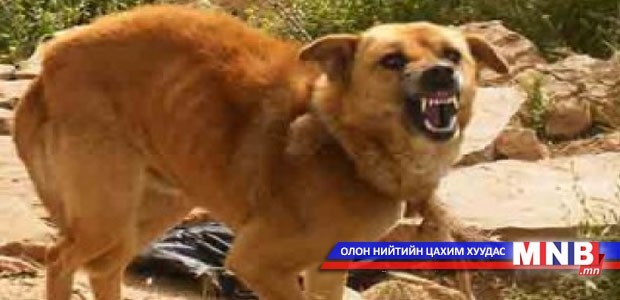 Хүн болон халуун цуст бүх амьтан галзуу өвчинд өртөх аюултай