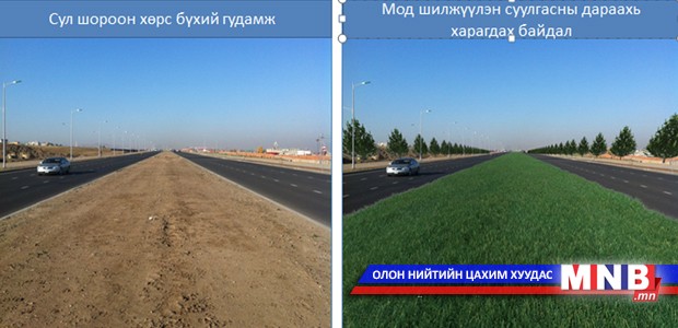 Нийслэлд энэ жил 6000 гаруй том мод шилжүүлэн суулгана