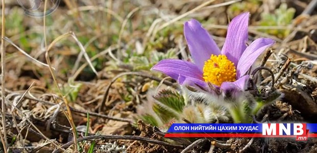 Хайку шүлгийн олон улсын хаврын "кукай"-н болзол гарчээ