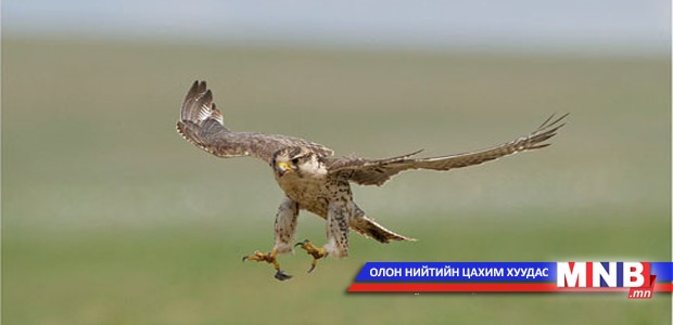 Энэ онд 100 идлэг шонхор гадаадад худалдана