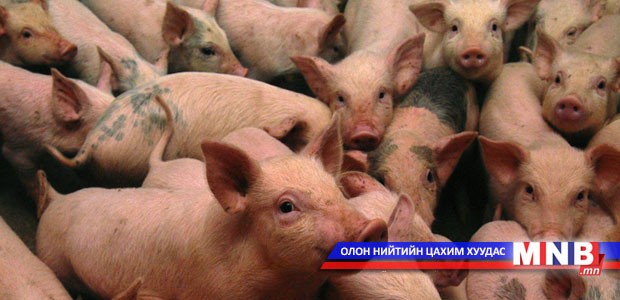 Иргэн, аж ахуй нэгжийн 5086 гахайнд вакцинжуулалт хийлээ