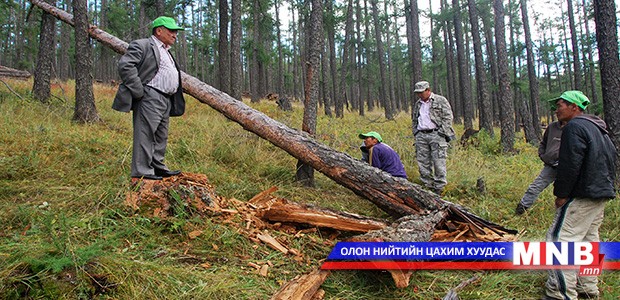 Монгол орны нийт ойн 74 хувь нь хөгширчээ