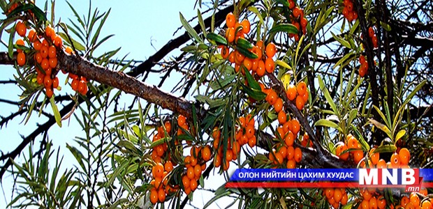 Чацарганы экспортыг нэмэгдүүлэхэд хөрөнгө оруулалт шаардлагатай байна