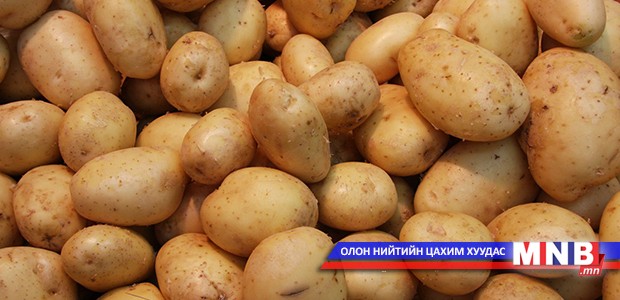 Монголд нутагшсан үрээр төмс тарина