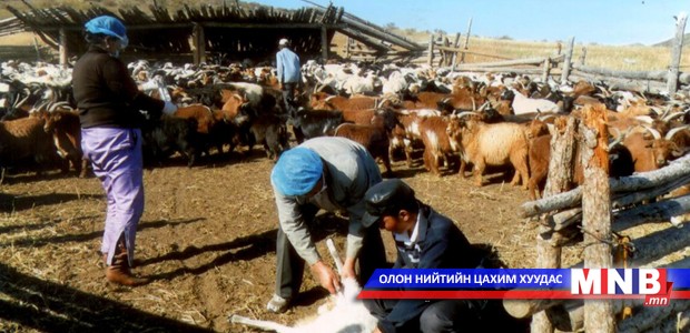 Нийслэлийн хэмжээнд мал эмнэлгийн ариутгал халдваргүйжүүлэлтийн ажил зохион байгуулж байна