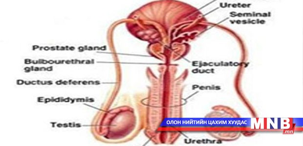 Эр бэлгийн булчирхай ба дааврын тухай