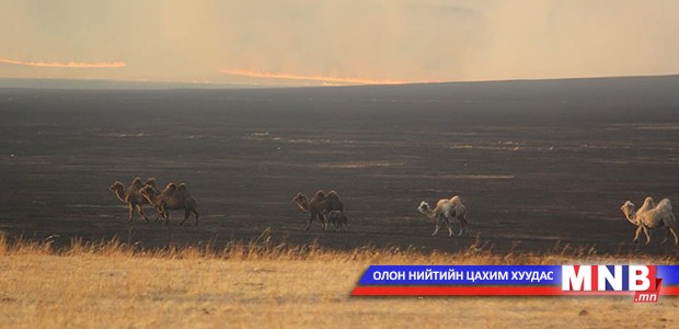 Гамшигт үзэгдлийн улмаас 2600 гаруй мал, 215 төл хорогджээ