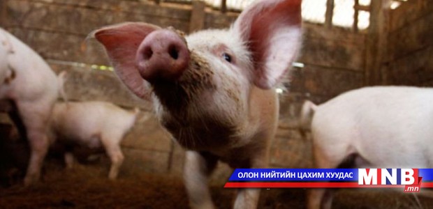 Хан-Уул дүүргийн 13 дугаар хороонд гахайн мялзан өвчин гарчээ