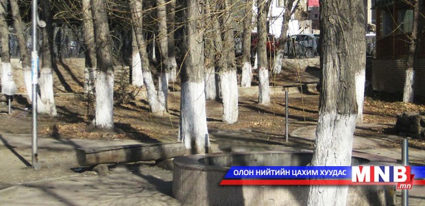 Нийслэлийн 5000 гаруй модны суурийг шохойдлоо