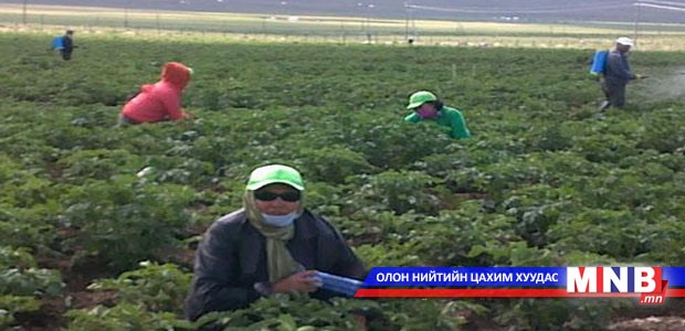 Алтанбулаг суманд тариалалт оройтож байна