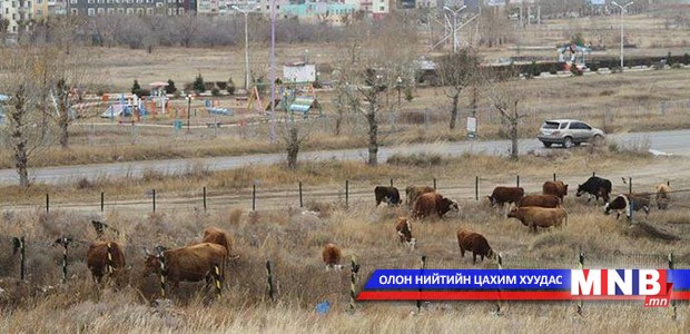 Нийслэлд мал аж ахуй эрхлэх журамд өөрчлөлт орууллаа