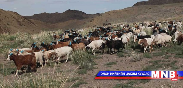 Малчдын тамга дээрх мэдээллийг бүрэн ашиглахгүй байна