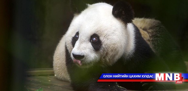 Дэлхийн хамгийн хөгшин панда 35 настай