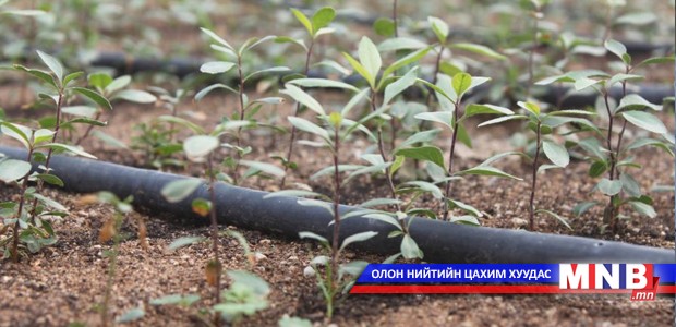 Баян-Өлгий аймагт энэ онд 40 мянган мод тарина