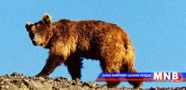 Монгол Улсад ердөө 22 мазаалай үлдсэн гэв