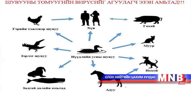 Шувууны томуу нь вирусаар үүсгэгддэг хүн, амьтны хурц халдварт өвчин