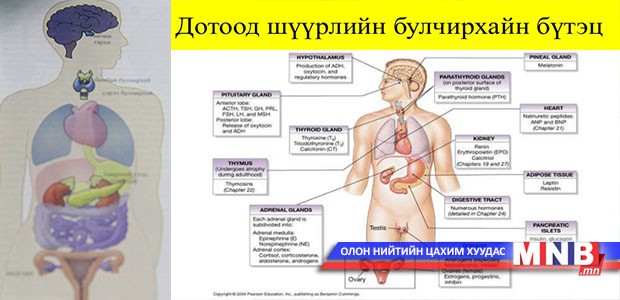 Дотоод шүүрлийн булчирхайнууд