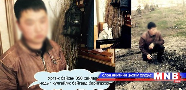 Нахиалж байсан 350 модыг хулгайлж байгаад баригджээ
