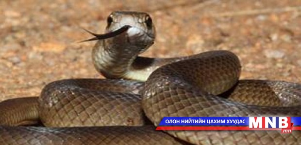 Могой ба могойд хатгуулах