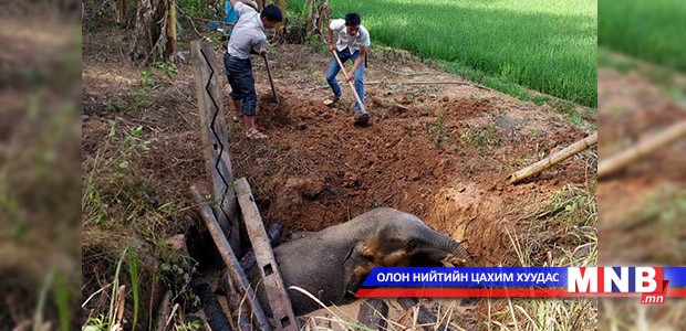 Нүхэнд унасан зааны тугалыг экскаватороор гаргажээ