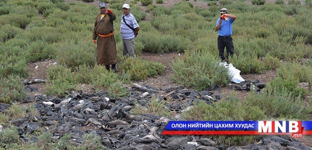 Баян-Өлгий аймагт байгаль орчны асуудал тулгамдаж байна