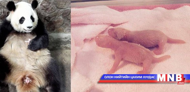 Панда ихэрлэжээ