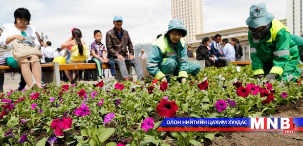Энэ жил 200 мянган ширхэг нэг наст цэцэг тарина
