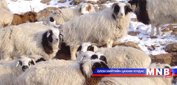 “Дархад үүлдрийн хонь” бие даасан үүлдрээр баталгаажууллаа