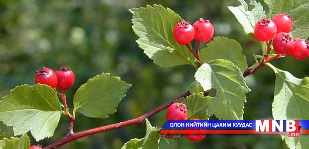 Манай улсад жимс жимсгэний салбар хөгжих боломжтой гэв