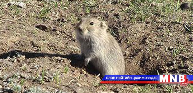 Үлийн цагаан оготно, царцаа устгалд хоёр тэрбум төгрөг зарцуулна