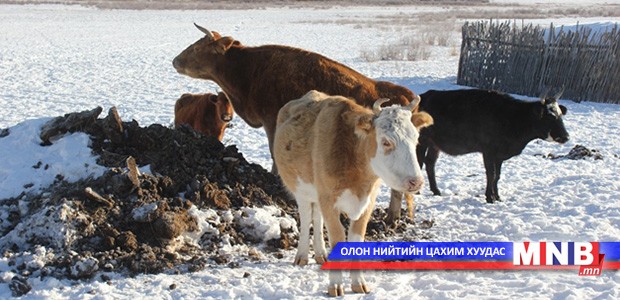 Малын хулгайн гэмт хэрэгтэй тэмцэх дэд зөвлөл хуралдлаа