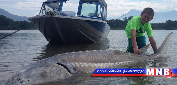Есөн настай хүү аварга том хилэм загас барьжээ