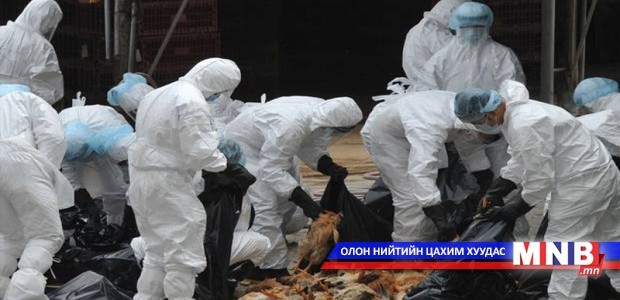 H7N9 вируст халдвараар эрчүүд өвчилж байна