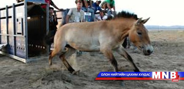 19 тахийг унаган байгальд нь тавилаа