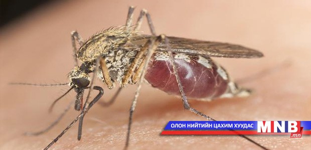 Манай оронд 22 зүйлийн шумуул бий