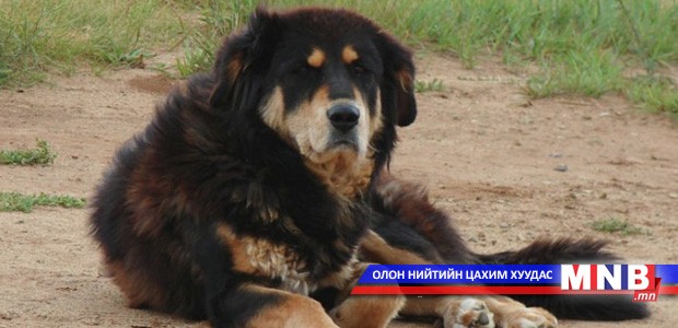 Нохойг дээдэлдэг ёс