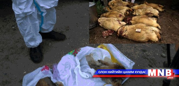 Тарваган тахал өвчнөөс сэрэмжлүүлж байна