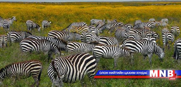 Хятад Танзанид 50 машин хандивлажээ