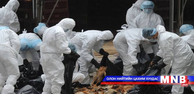 Шувууны томуугийн А хүрээний H5N6 вируст халдвараас сэрэмжлүүлж байна