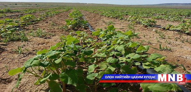 Дорноговь аймагт гурвалжин будааны ургалтын явц сайн байна