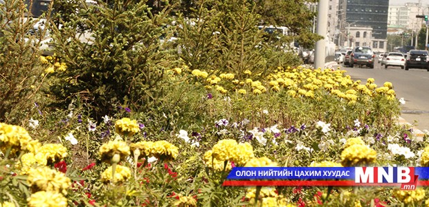 Улаанбаатар хотын ногоон байгууламжийн ажил 95 хувьтай байна