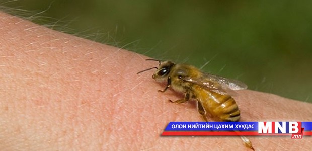 Амьтанд хазуулсан иргэдийн мэдээллийг цуглуулж байна